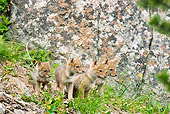 WLD 08 TL0011 01
Litter Of Coyote Pups Standing On Grass By Boulder