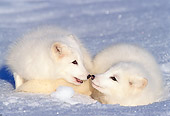 WLD 11 TL0014 01
Arctic Fox Greeting Arctic Fox Laying On Snow