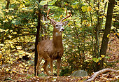 WLD 13 TL0014 01
White-Tailed Deer Buck Standing In Woods In Autumn