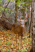 WLD 13 TL0015 01
White-Tailed Deer Buck Standing In Woods In Autumn