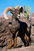 WLD 15 TL0004 01
Portrait Of Rocky Big Horn Ram