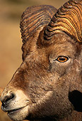 WLD 15 TL0007 01
Portrait Head Shot Of Rocky Big Horn Ram