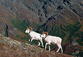 WLD 15 TL0023 01
Two Dall Sheep Rams Climbing Steep Mountain Slope