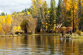 WLD 20 TL0009 01
Bull Moose Wading In Shallow Pond By Autumn Trees
