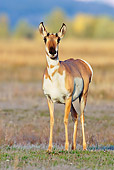 WLD 21 TL0007 01
Head On View Of Pronghorn Antelope Doe Standing In Field