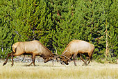 WLD 22 TL0008 01
Two Bull Elk Sparring In Field By Trees Rocky Mountains