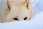 WOV 08 TL0010 01
Portait Head Shot Of Arctic Wolf Burried In Snow
