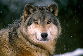 WOV 09 TL0002 01
Portrait Head Shot Of Gray Wolf