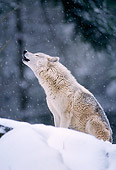 WOV 09 TL0032 01
Gray Wolf Howling During Snowstorm