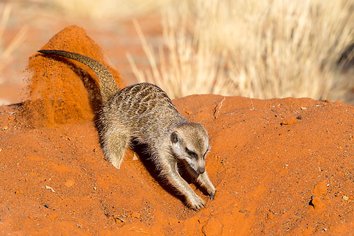 digging - Animal Stock Photos - Kimballstock