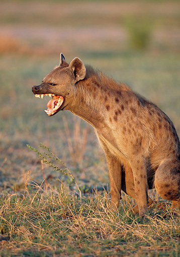 Growling Hyena