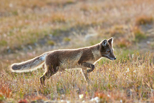Arctic Fox Walking