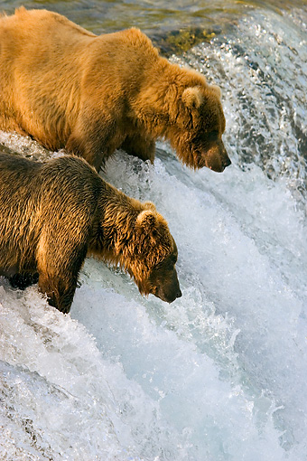 Grizzly Bear - Animal Stock Photos - Kimballstock