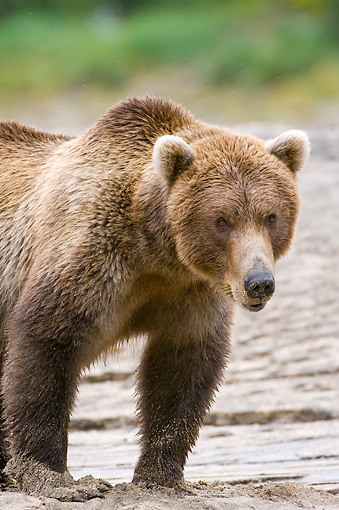 Kodiak Bear Standing