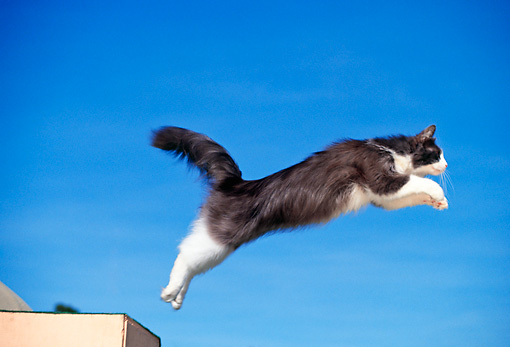 » Fabulous Jumping Cats Will Make You Go ‘Meow’