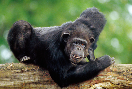 pan - Animal Stock Photos - Kimballstock