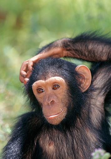 Chimpanzee Scratching Head