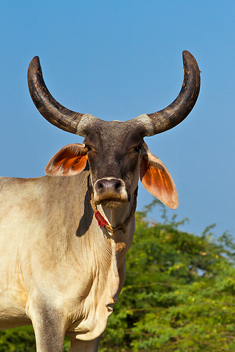 Kankrej Cow