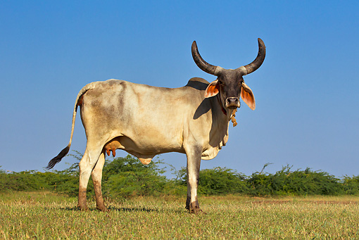 Kankrej Cow