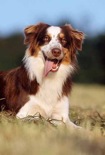 Australian Shepherd - Animal Stock Photos - Kimballstock