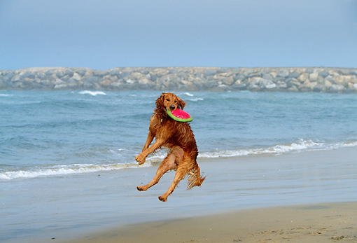 Golden Retriever Frisbee