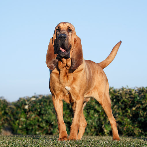 Bloodhound - Animal Stock Photos - Kimballstock