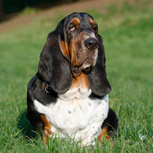 Basset Hound - Animal Stock Photos - Kimballstock