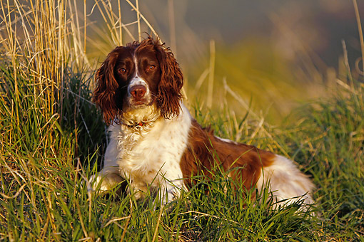 Springer Spaniel - Animal Stock Photos - Kimballstock