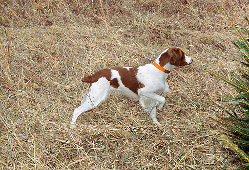 Brittany Spaniel Hunting