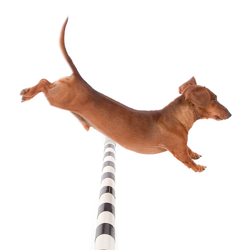 Jumping Dachshund