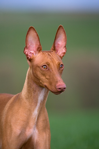 Sicilian Greyhound