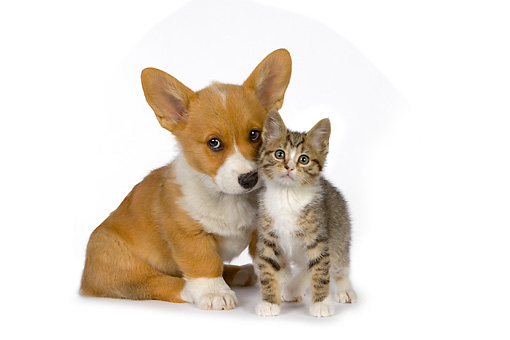 Corgi And Kitten