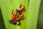 Frogs+climbing