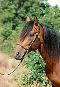 HOR 01 FA0021 01 Head Shot Of Bay Spanish Mustang Standing In Pasture