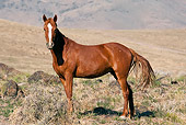 HOR 01 JM0003 01
            Mustang Mare Standing In Nevada Desert