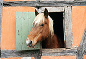 HOR 01 KH0181 01Comtois Draft Horse Peeking Head Out Of Stable