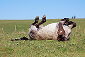 HOR 01 LS0032 01 Blue Roan Mustang Rolling On Back On Grass