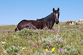 HOR 01 LS0033 01 Black Mustang Laying In Meadow