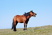 HOR 01 LS0034 01 Bay Mustang Standing In Meadow Yawning