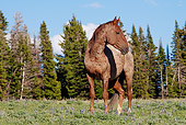 HOR 01 LS0036 01 Red Roan Mustang Standing In Meadow By Trees