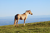 HOR 01 LS0037 01 Palomino Mustang Stallion 