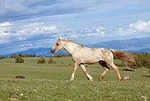 HOR 01 LS0038 01 Palomino Mustang Stallion 