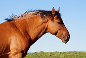 HOR 01 LS0044 01 Head Shot Of Dun Mustang Standing In Meadow