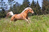 HOR 01 LS0048 01Palomino Horse Running In Field