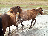 HOR 01 MB0229 01 Spanish Mustangs Running Through Water