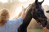 HOR 01 MB0250 01
Thoroughbred Being Sprayed With Water By Woman