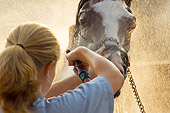 HOR 01 MB0251 01
Thoroughbred Being Sprayed With Water By Woman