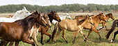 HOR 01 MB0365 01 Herd Of Spanish Mustang Horses Galloping Across Florida Scrub Prairie