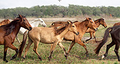 HOR 01 MB0366 01 Herd Of Spanish Mustang Horses Galloping Across Florida Scrub Prairie