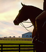 HOR 01 MB0388 01Close-Up Silhouette Of Horse With Hunt Seat In Pasture